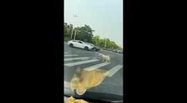 Clever dog holds its own leash while walking over zebra crossing