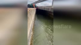 Policeman wades through filthy water to save dog trapped in canal