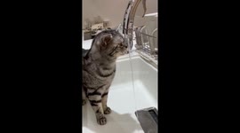 Clever pet cat learns how to use water tap when he wants a drink