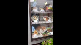 Cat relaxes inside shop window in Japan