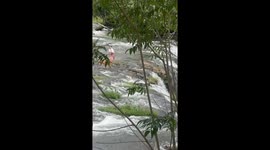 Puppy washed over 150ft waterfall is saved by hero local who swims through torrents
