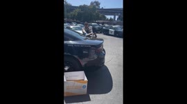 Injured Pelican Rescued From California Highway, Taken to Rehab