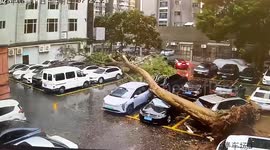 Typhoon Winds Uproot Massive Tree, Crushing Multiple Cars in Guangdong Parking Lot