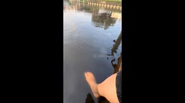 Gentle Manatee Touches Foot