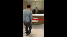 Man mimics bowing horse in playful sync in Tianjin, China