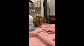 Cat startled by moving blanket and jumps off bed in Jiangxi, China