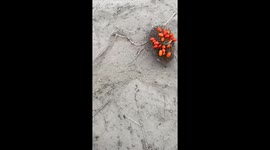 Hedgehog sneaks away with red wolfberries on its back in Xinjiang, China