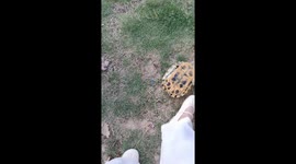 Tortoise flipped back and scurries to safety in Henan, China