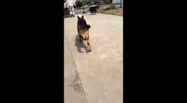 Dog fashion show with high heels in Shandong, China