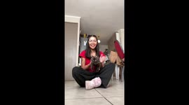 Cat flops dramatically after being set down in Santiago, Chile