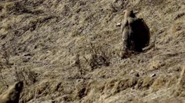 China: Battling bobak marmots caught engaging in
