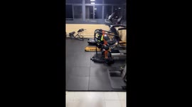 Dog fully focused while running on treadmill in Zhejiang, China