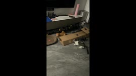 Cat misses laser dot and startles companion in Zhejiang, China