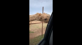 Camel drinks soda through car window at safari park in Davis, Oklahoma, USA
