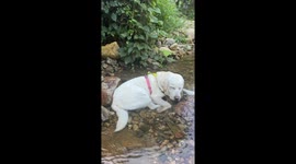 Dog peacefully naps in rocky river before waking up in Guangdong, China