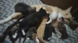 Mother cat seen feeding kittens and meowing loudly in Hebei, China