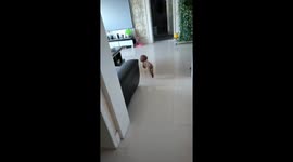 Dog rides scooter on two feet in living room in Xinjiang, China