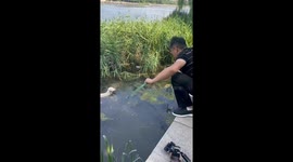 Man rescues struggling puppy from water in Hebei, China