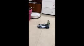 Parrot enjoys toy car ride and stays calm after crash in Guangdong, China
