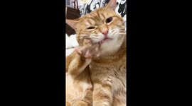 Cat caught chewing its back paw in Hebei, China