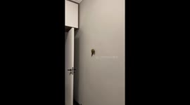 Parrot skillfully walks on wall using claws in Sichuan, China