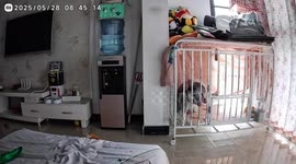 Dog breaks cage bar and escapes in Sichuan, China