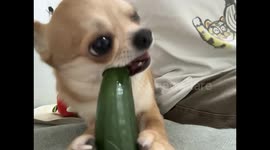 Chihuahua enjoys munching on cucumber in Jiangsu, China