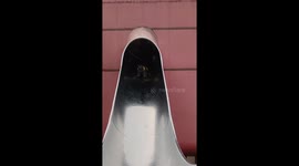 Cat slides down playfully and meows in Guangdong, China