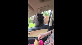 Bison sticks out tongue while waiting for food in Strafford, Missouri, USA