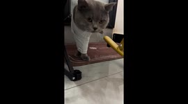 Funny cat walks awkwardly with front feet caught in shirt in Hubei, China