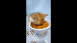 Sleepy kitten eats while dozing off in Anhui, China