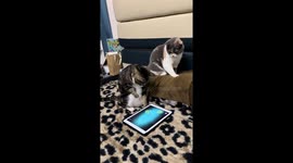 Cat plays mobile game and takes a tumble in Guangdong, China