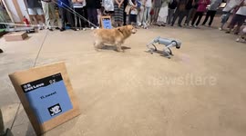 Dog reacts to robot dog at exhibition in Zhejiang, China