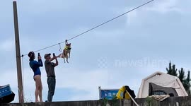 Dog calmly rides zipline across water in Zhejiang, China