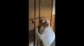 Intelligent goat opens, closes, and locks door in Kharian, Pakistan