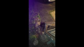 Bear enters open car and opens door before leaving in Gatlinburg, Tennessee, USA