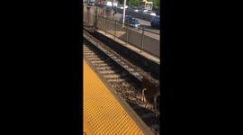 Lost Deer Wanders Down New Jersey Train Tracks