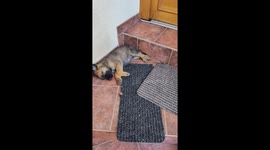 Puppy Litter Has Family Nap Time