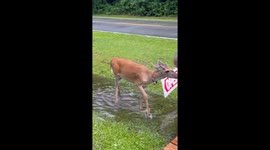 Deer Copies Man Splashing Water