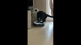 Cat Discovers How to Vacuum