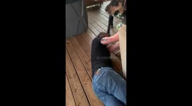 Dogs Determined to Take Daddy to the Yard