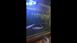 Squid gets tentacle stuck on the side of glass tank