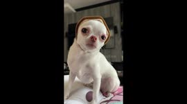 Pet chihuahua wears obsolete face mask as hat