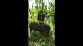 Petting a Wildboar