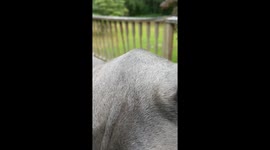 Great Dane's Lips Flap Like Wings
