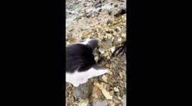 Walker feeds fresh limpets to stray cat on beach in China