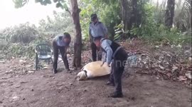 Honduras: Heroic Rescue Saves Endangered Sea Turtle in Honduras