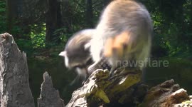 Raccoons play inside their new enclosure in Washington