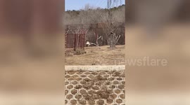 Crane narrowly escapes lion enclosure after intense chase