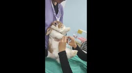 Rabbit looks terrified while having his nails trimmed